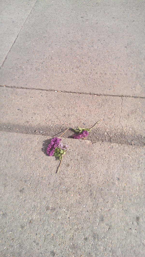 Flowers that a local woman left near the shooting scene