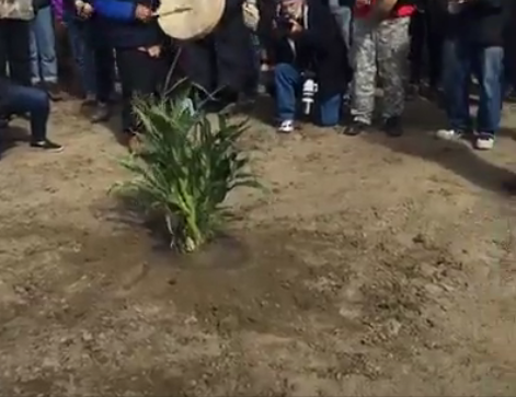 A tree planted in the path of Dakota Access construction. Screenshot from Red Warrior Camp facebook livestream